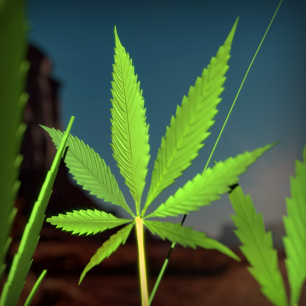 Hemp, Weed, Cannabis Sativa preview image 3